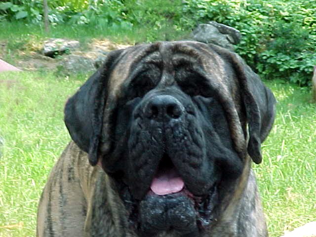 CodyheadNewWeb.JPG (82910 bytes)