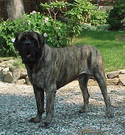 Codynewstackweb.JPG (90418 bytes)