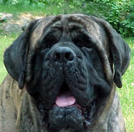 codyhdfront.jpg (62759 bytes)