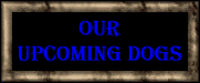 Our Upcoming Dogs